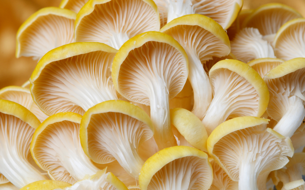 Oyster Mushrooms